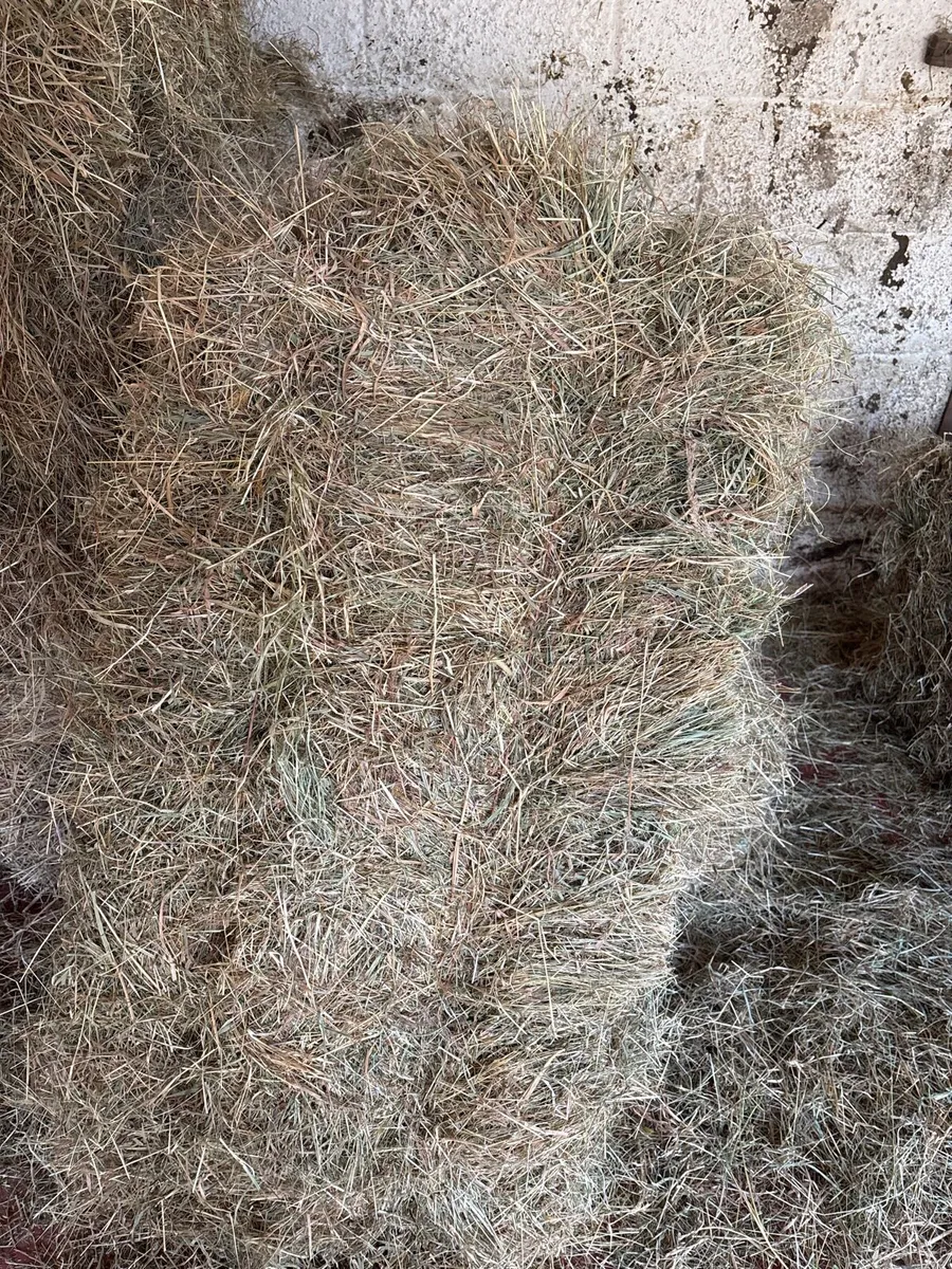 Hay for sale
