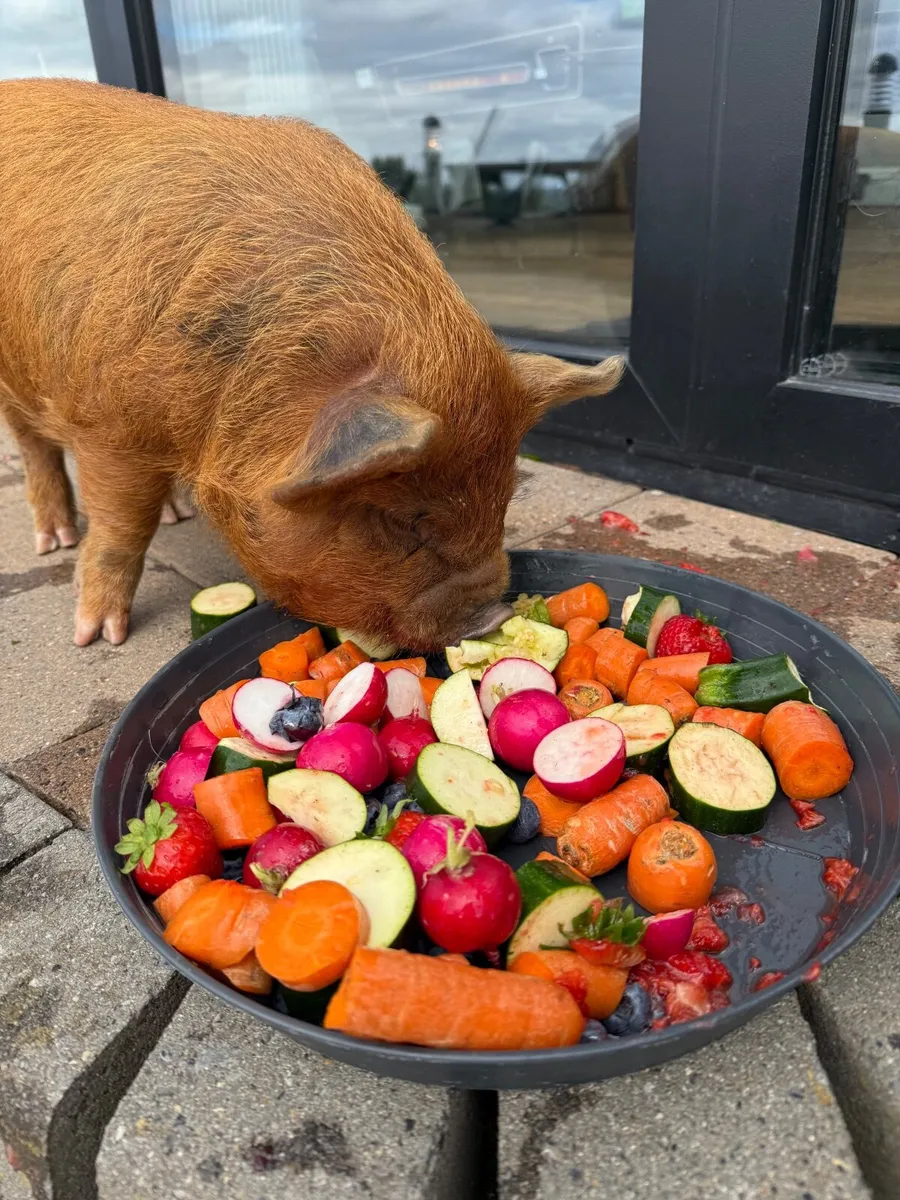 7 week old Kune Kune pig - Image 1