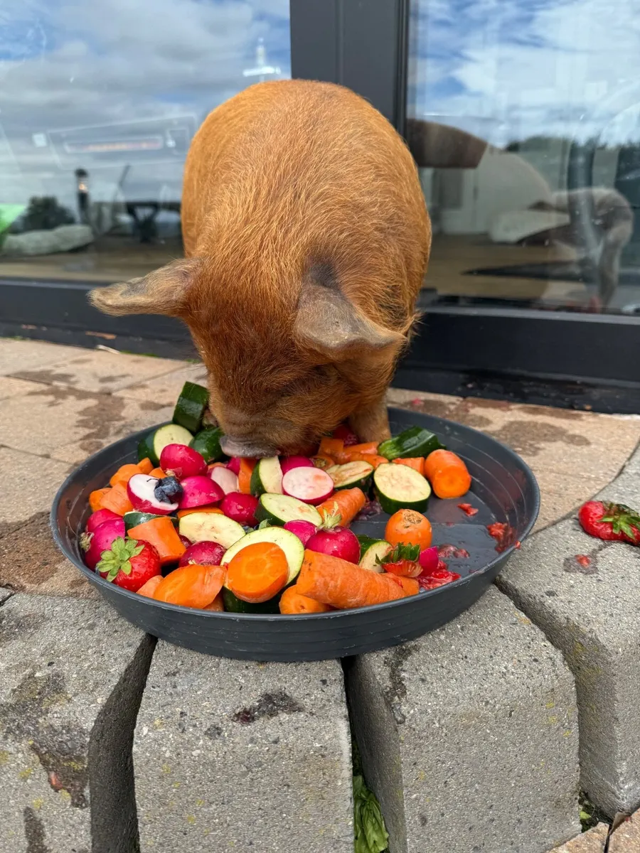7 week old Kune Kune pig - Image 2