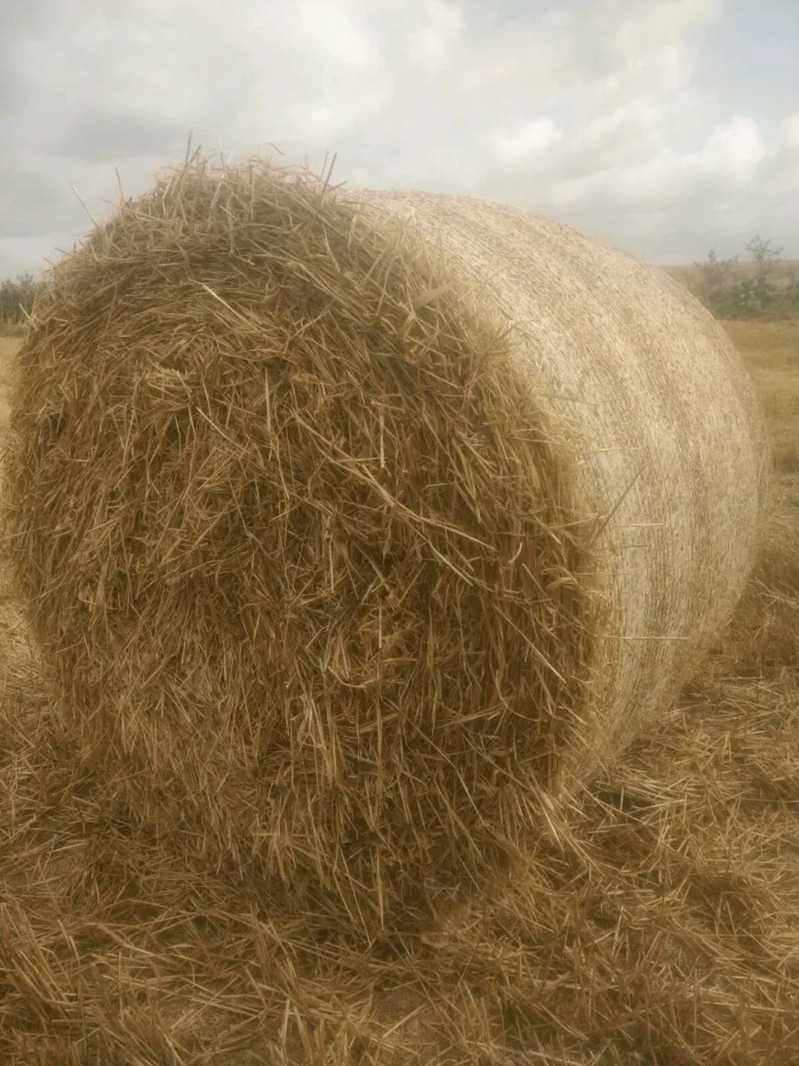 Wheaten, Barley, Oaten straw for sale. - Image 1