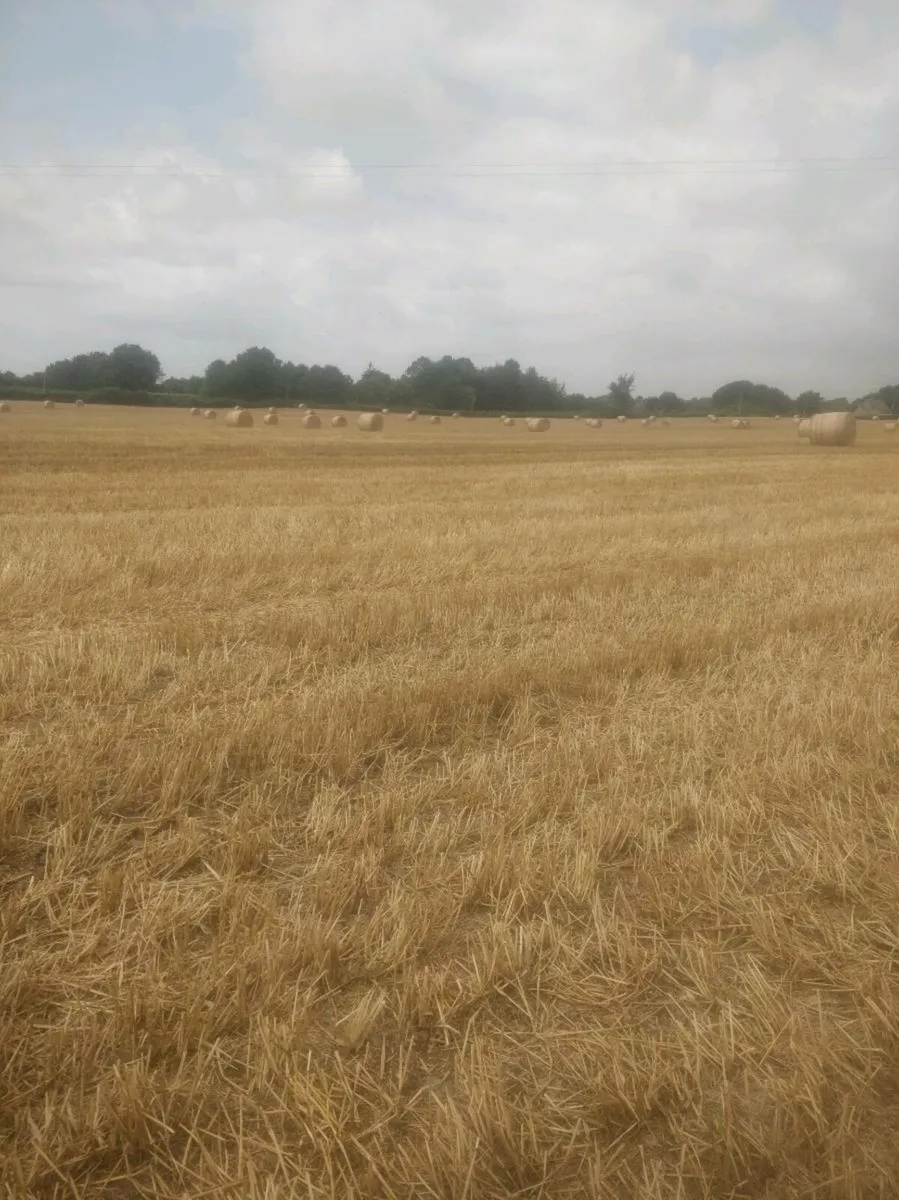 Wheaten, Barley, Oaten straw for sale. - Image 3