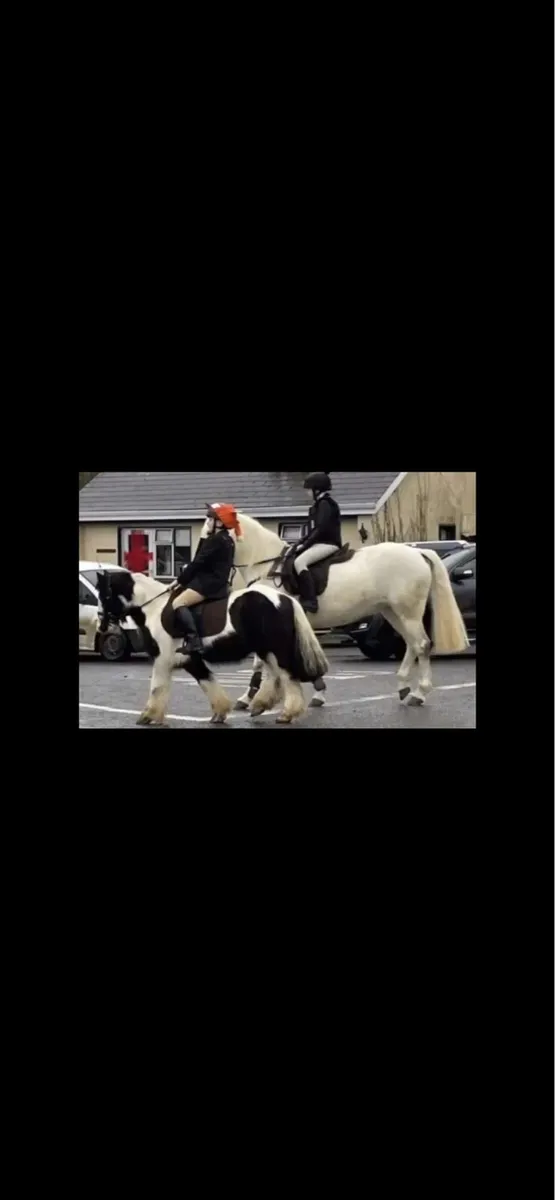 11.2 cob pony - Image 3