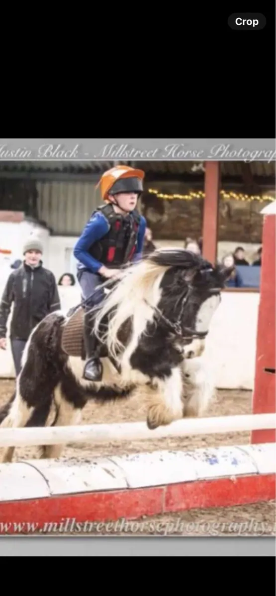 11.2 cob pony - Image 1