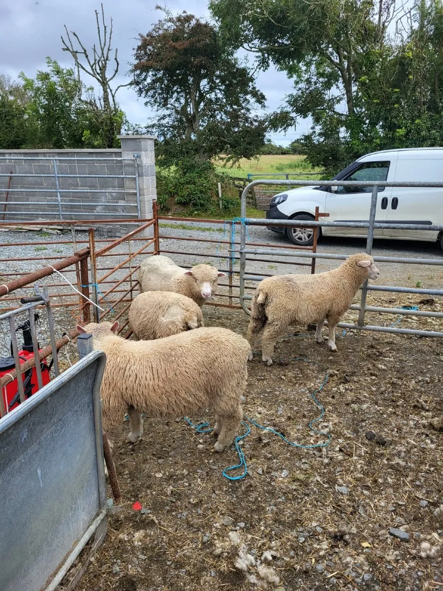 Dorset Sheep - Image 2