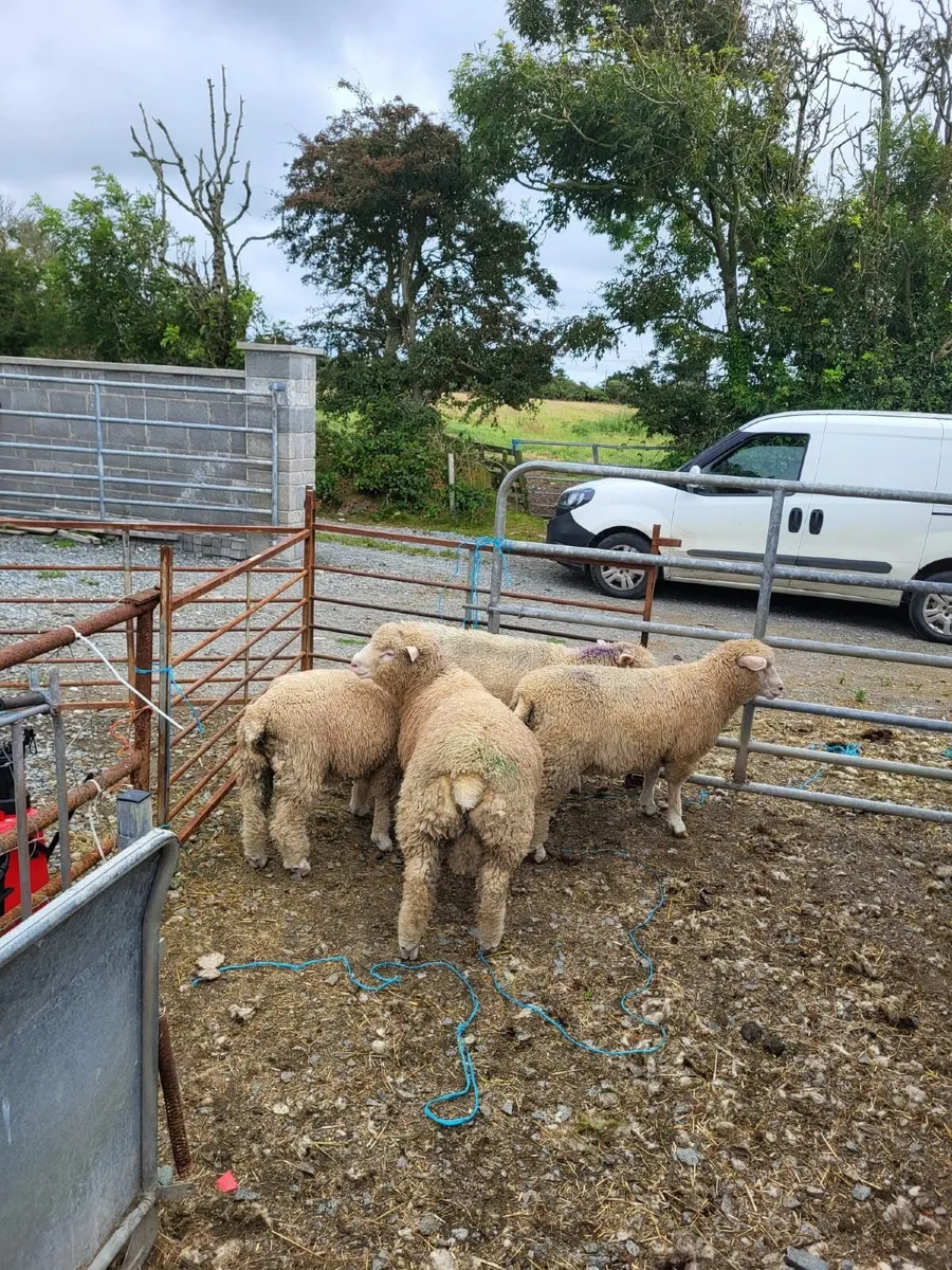 Dorset Sheep - Image 1