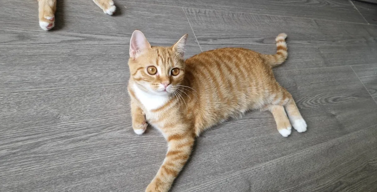 Cat/kitten - Image 1