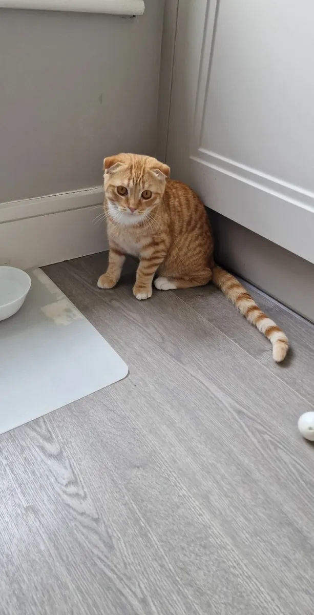 Cat/kitten - Image 2