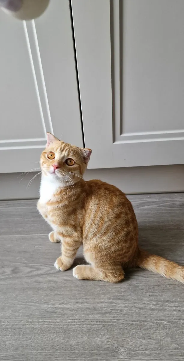 Cat/kitten - Image 3