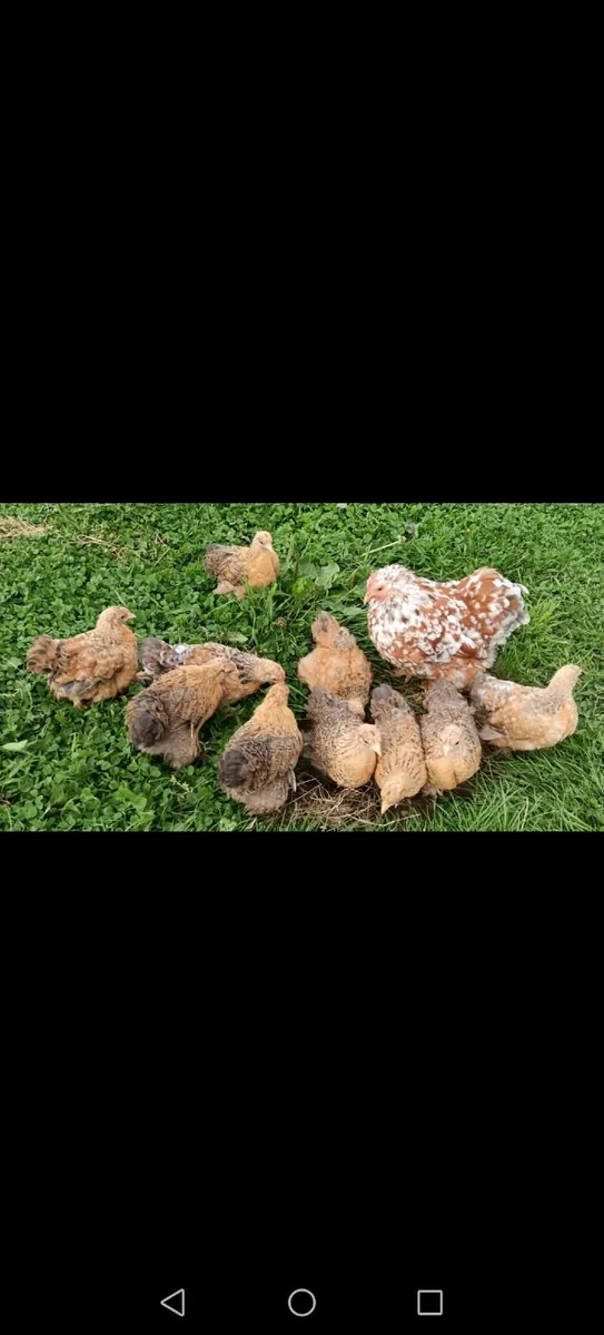 Cochin Bantam Chicks - Image 1