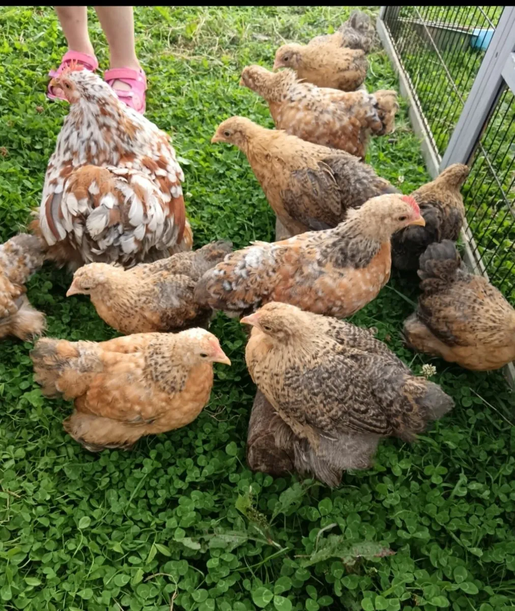 Cochin Bantam Chicks - Image 2