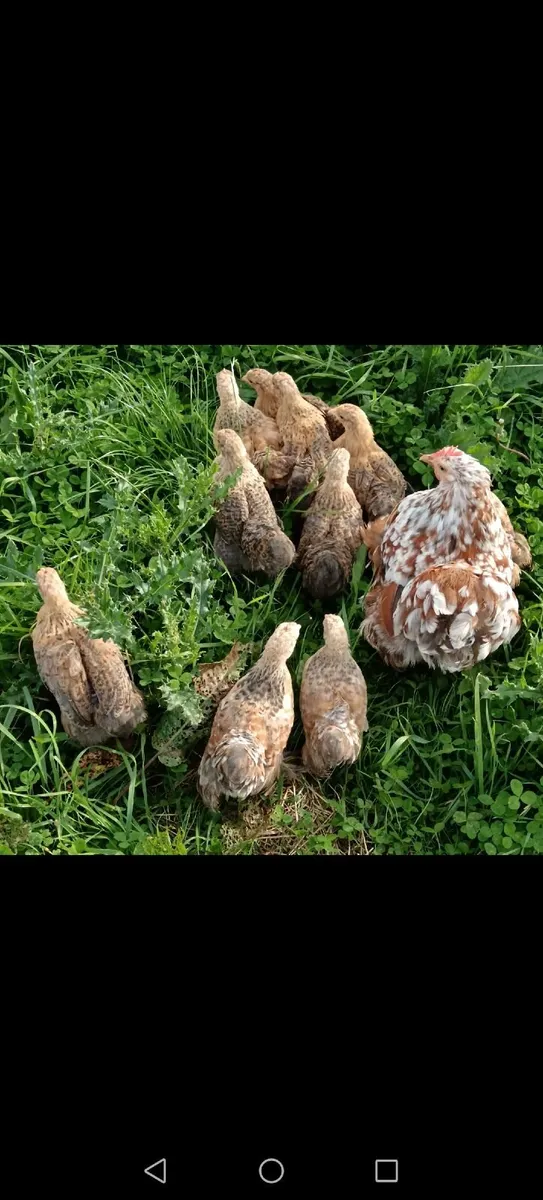 Cochin Bantam Chicks - Image 3