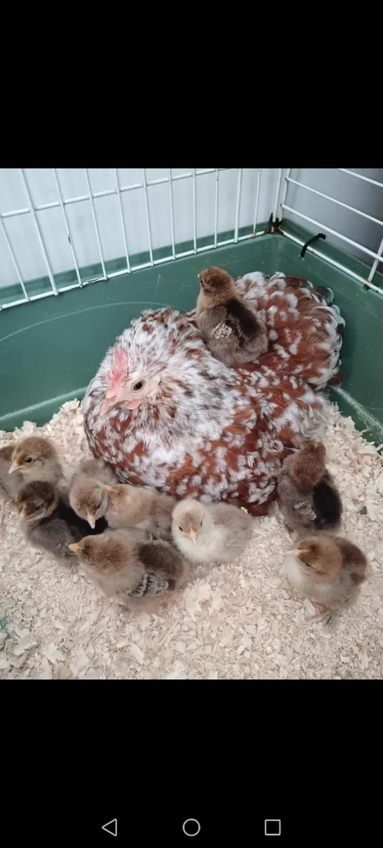 Cochin Bantam Chicks - Image 4