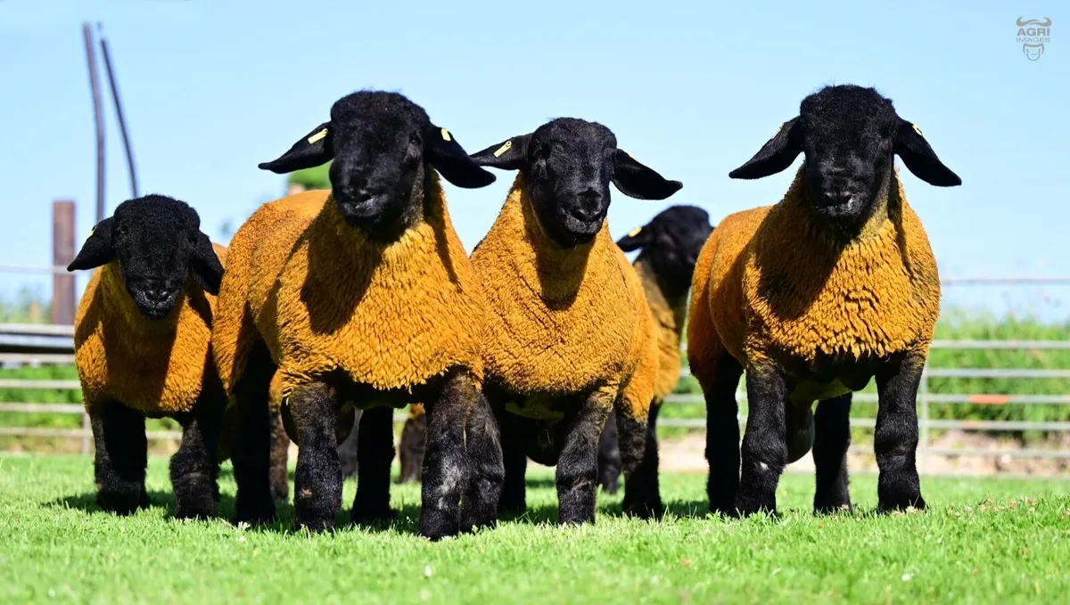 Top class pedigree Suffolk ram lambs for sale - Image 1