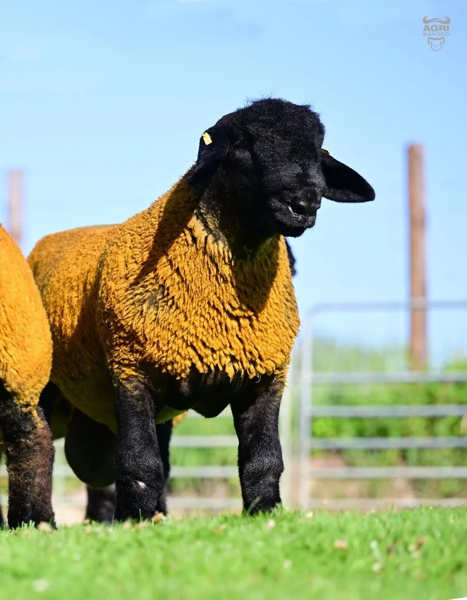 Top class pedigree Suffolk ram lambs for sale - Image 2