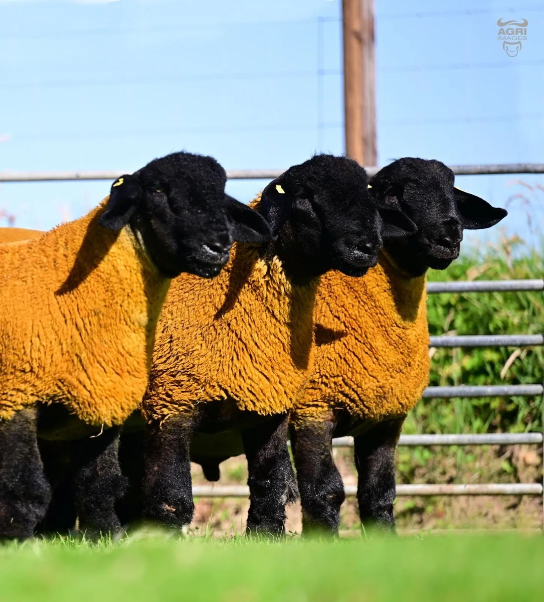 Top class pedigree Suffolk ram lambs for sale - Image 3