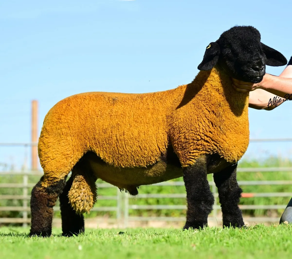 Top class pedigree Suffolk ram lambs for sale - Image 4