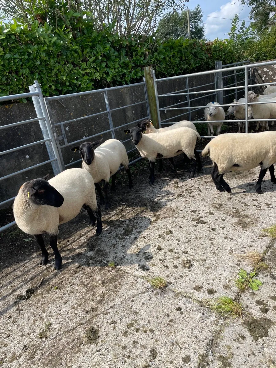 Ewe Hoggets - Image 1