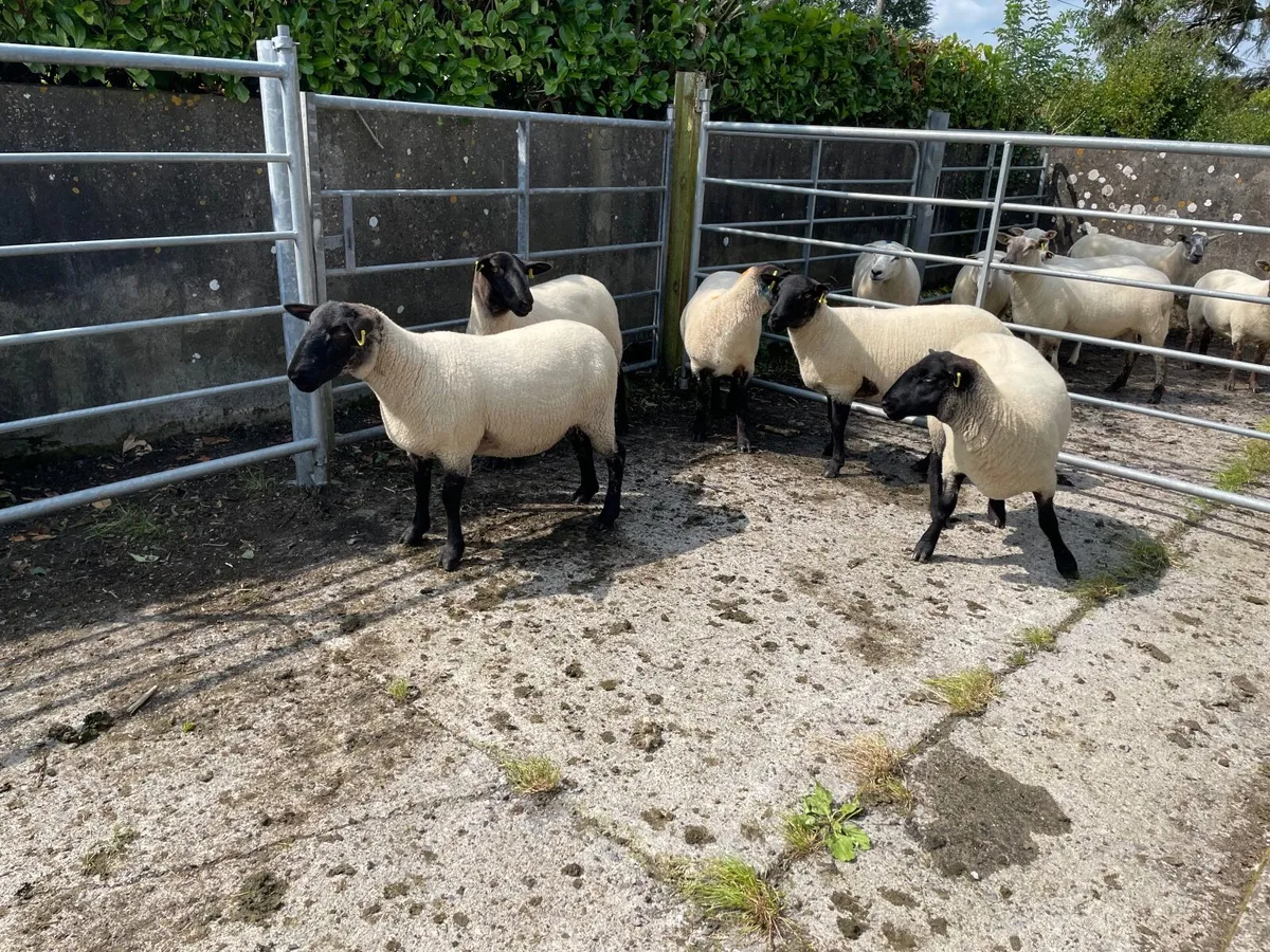 Ewe Hoggets - Image 2