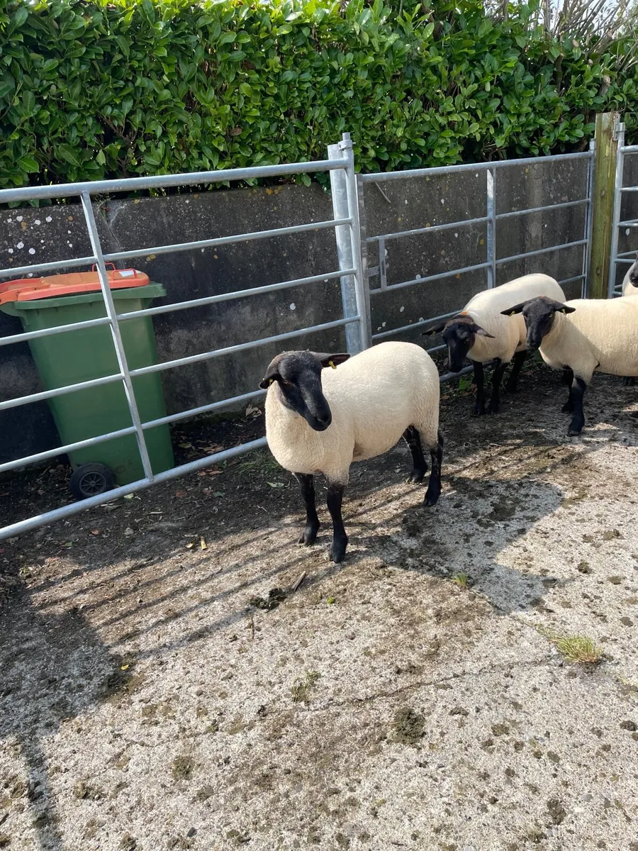 Ewe Hoggets - Image 3