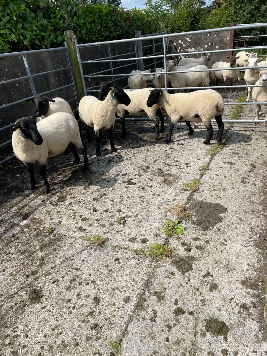 Ewe Hoggets - Image 4