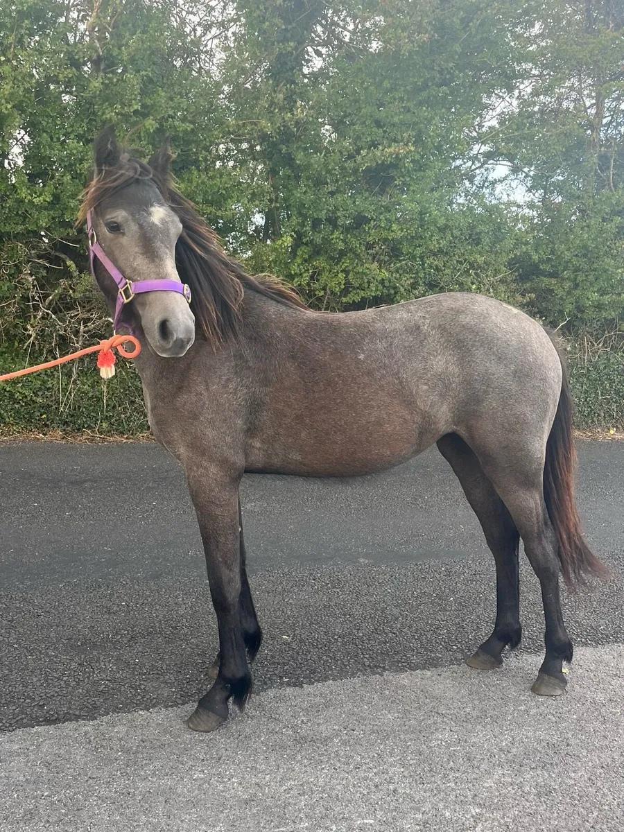 Yearling filly - Image 1