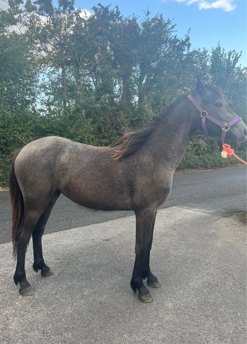 Yearling filly - Image 2