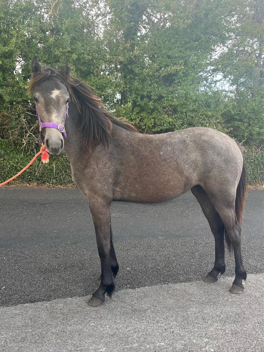 Yearling filly - Image 3