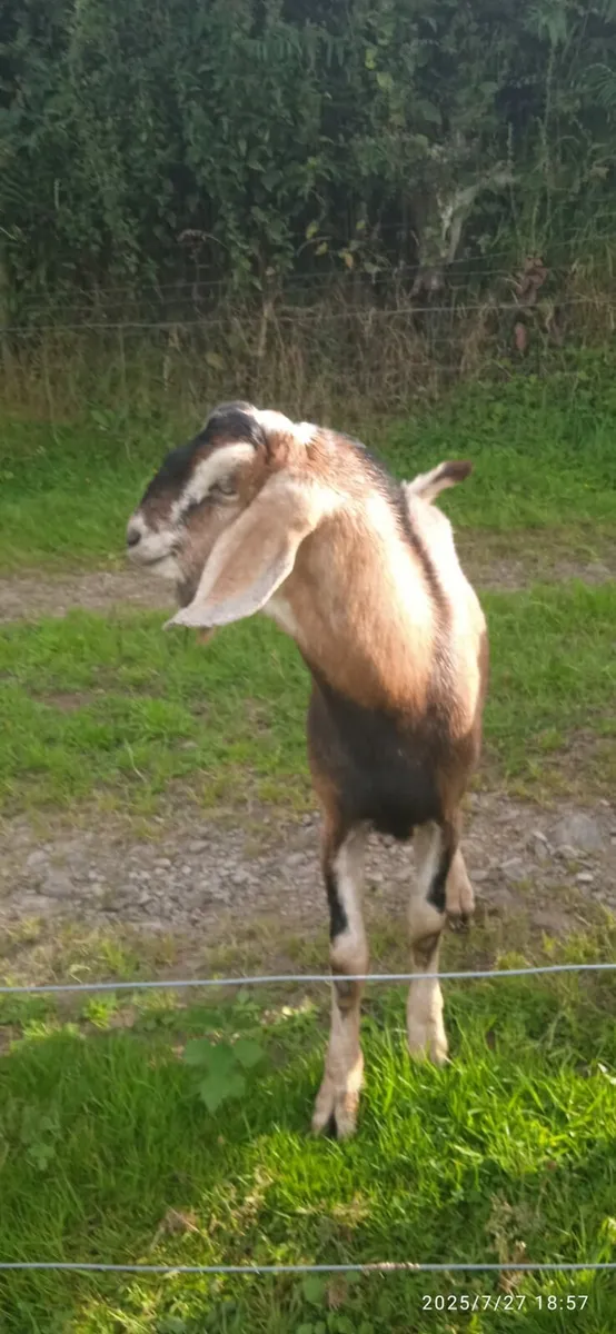 Nubian Goat's - Image 2