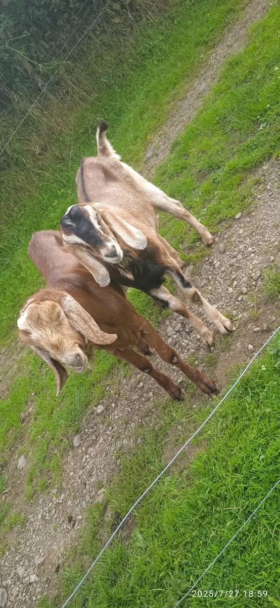 Nubian Goat's - Image 3