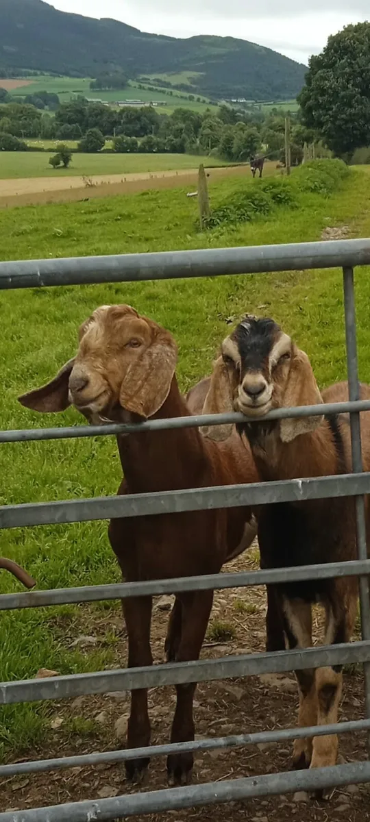 Nubian Goat's - Image 1