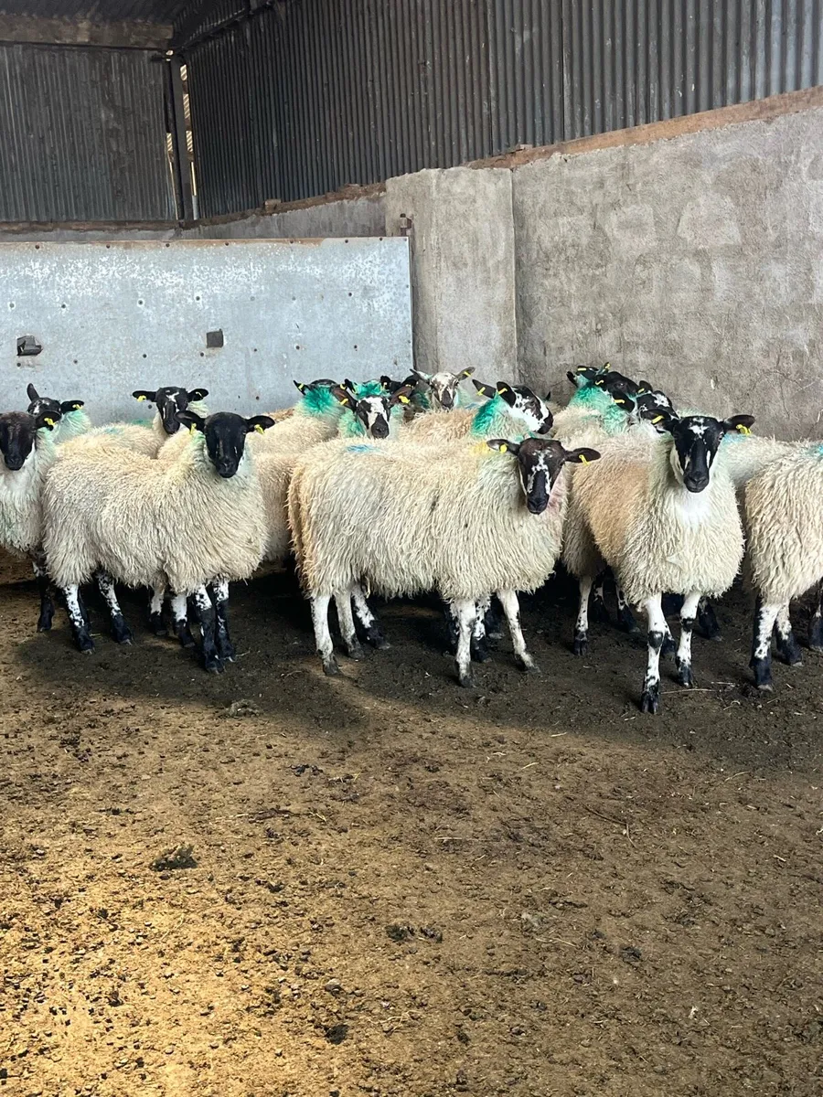 💥Mule ewe lambs 💥 - Image 1