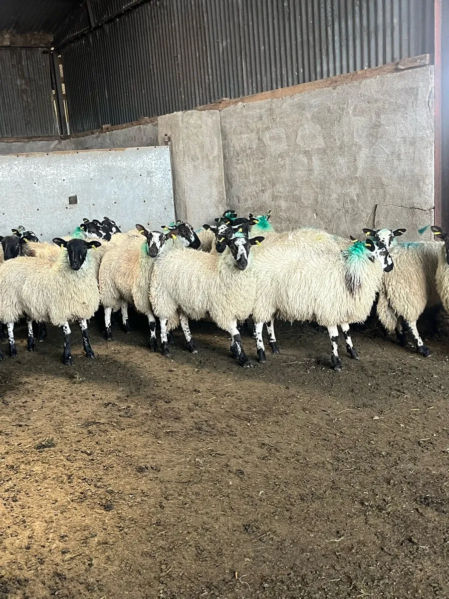 💥Mule ewe lambs 💥 - Image 2
