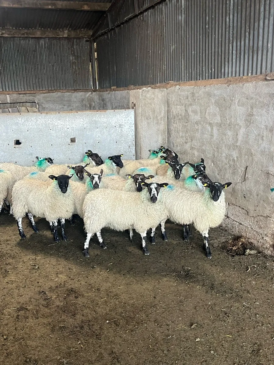 💥Mule ewe lambs 💥 - Image 3
