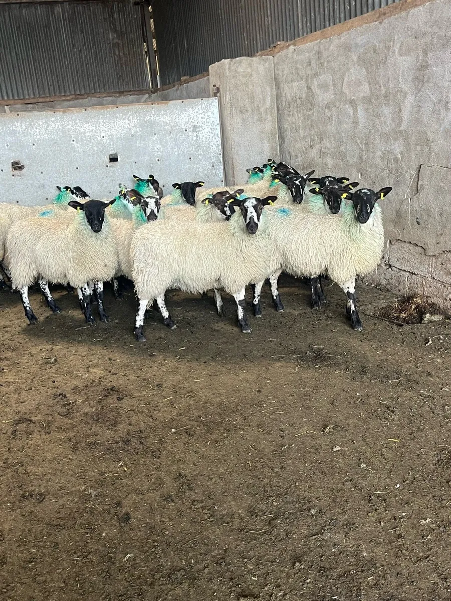💥Mule ewe lambs 💥 - Image 4