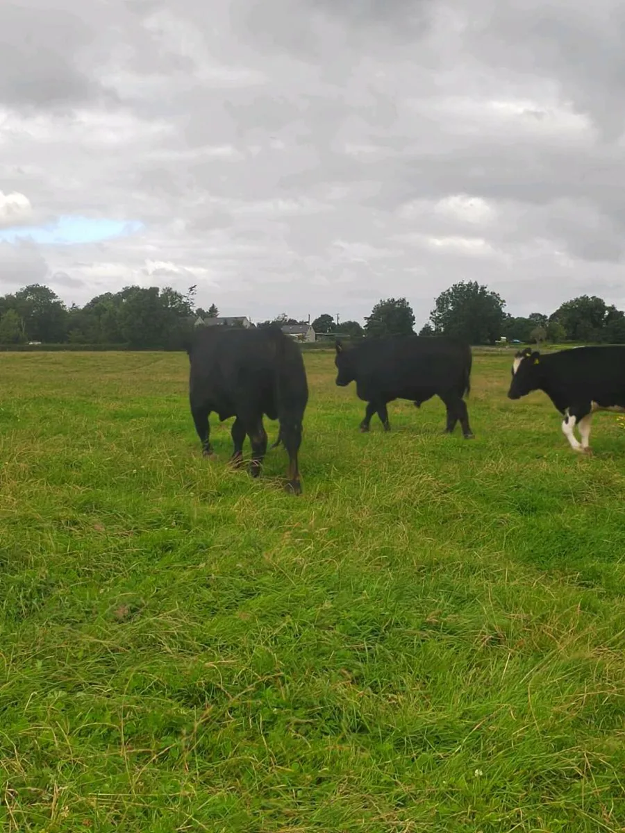 Angus bulls - Image 2