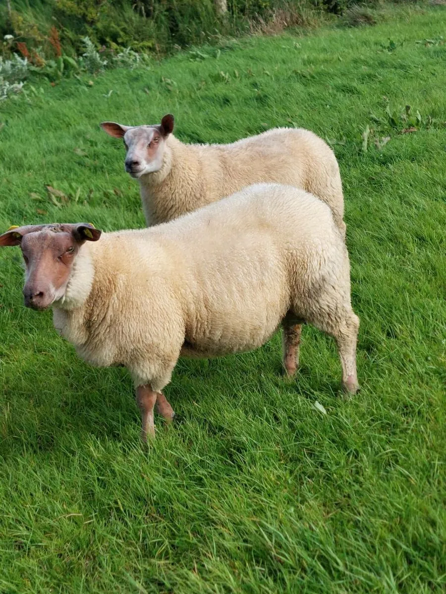 SIS Ped Rouge Rams - Image 2