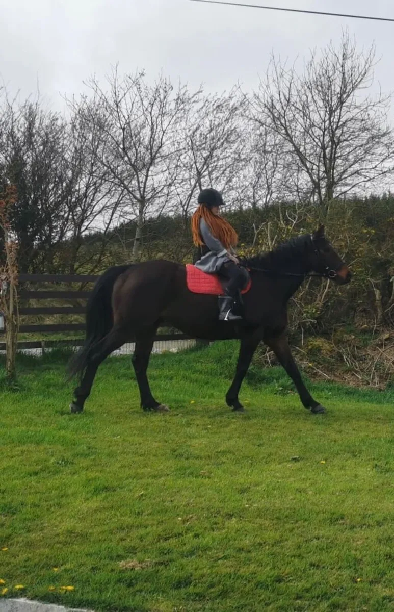 Horse - Image 1