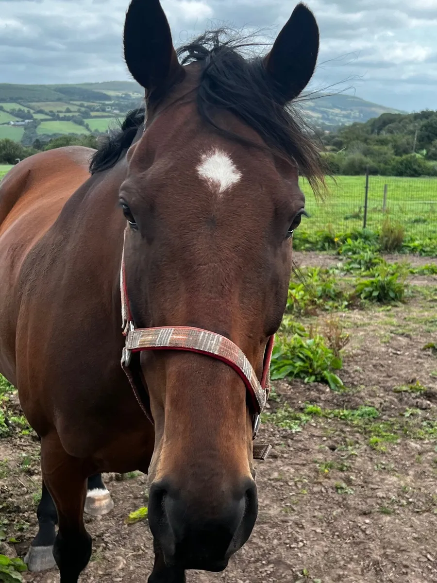 Horse - Image 2