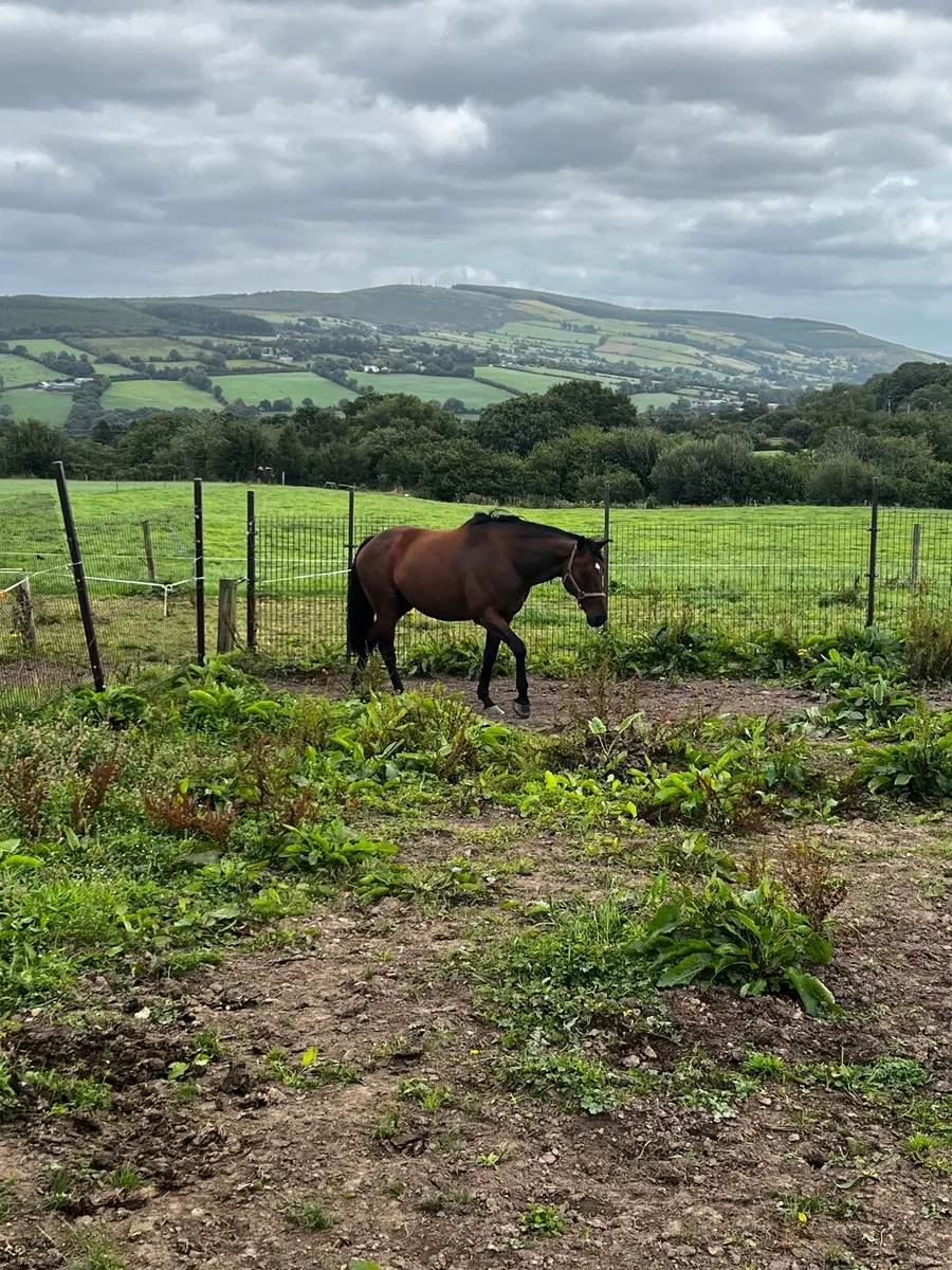 Horse - Image 3