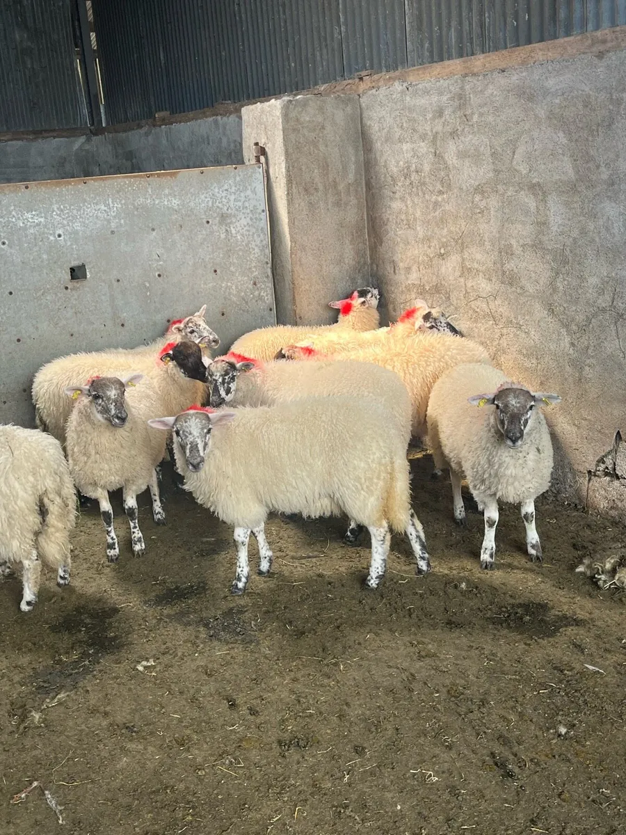 💥Organic hiltex ewe lambs 💥 - Image 2
