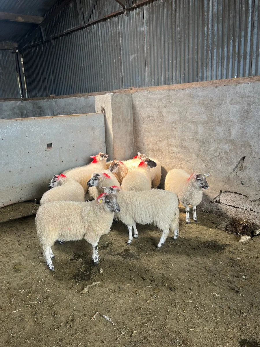 💥Organic hiltex ewe lambs 💥 - Image 3
