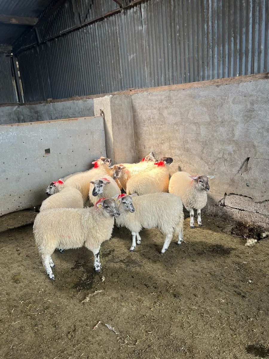 💥Organic hiltex ewe lambs 💥 - Image 4