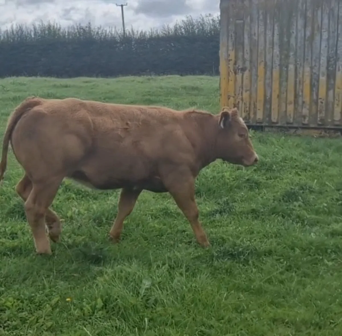 New Red Hybrid Heifer - Image 2