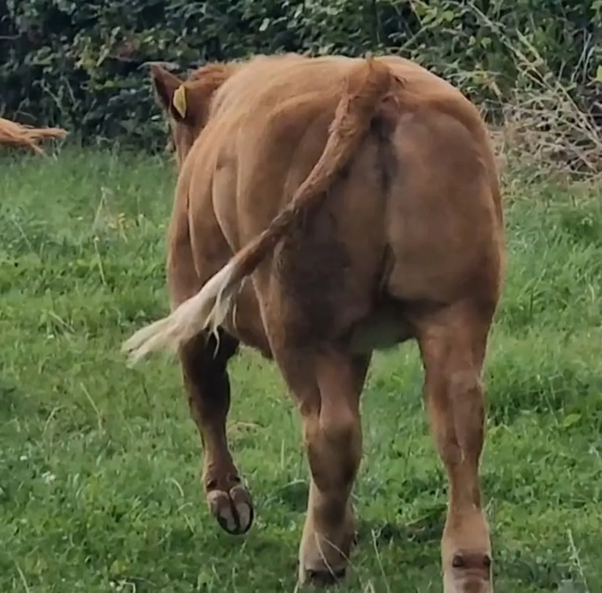 New Red Hybrid Heifer - Image 3