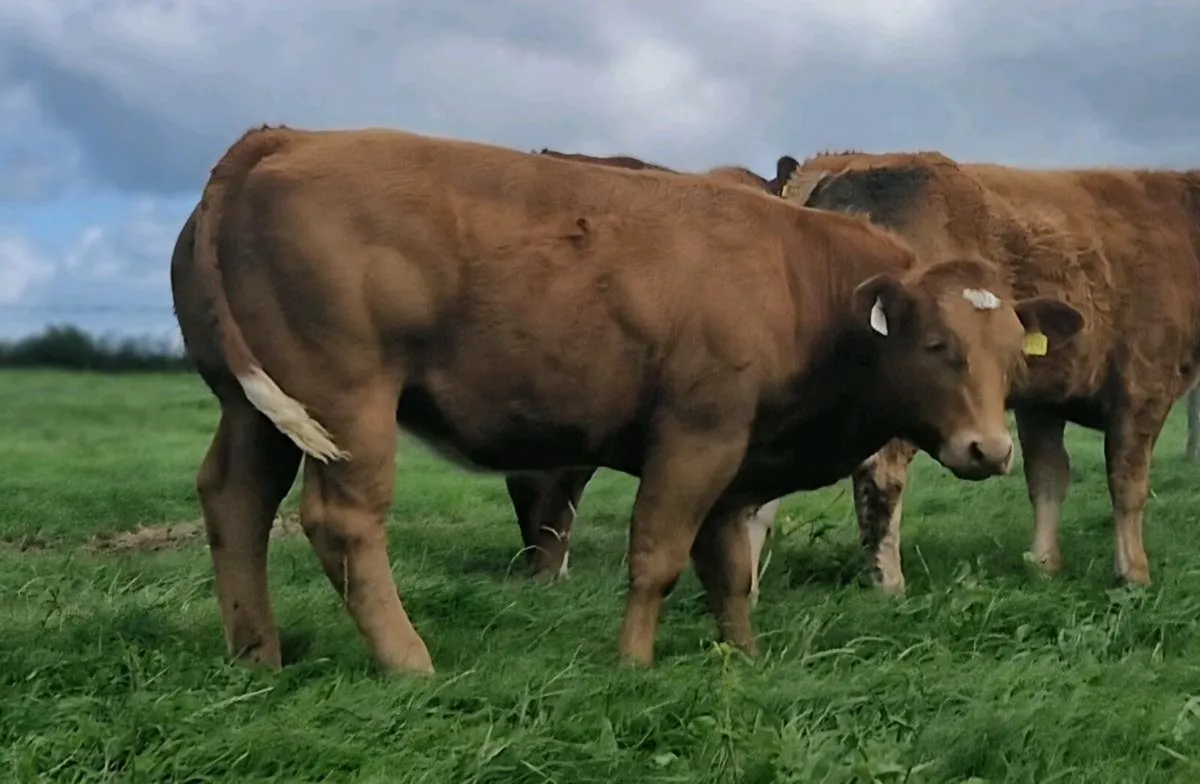 New Red Hybrid Heifer - Image 1