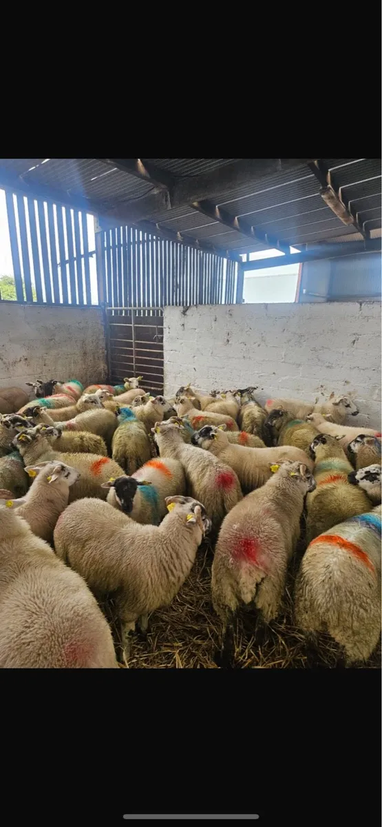 80 store lambs - Image 1