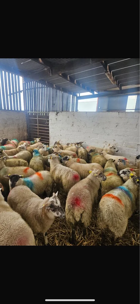80 store lambs - Image 2