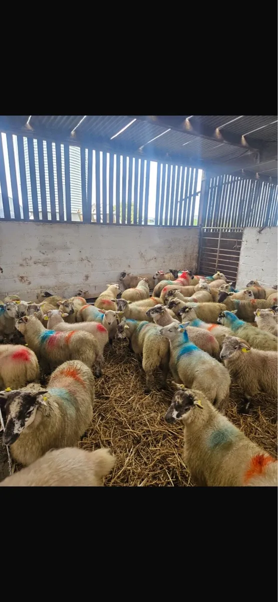 80 store lambs - Image 3