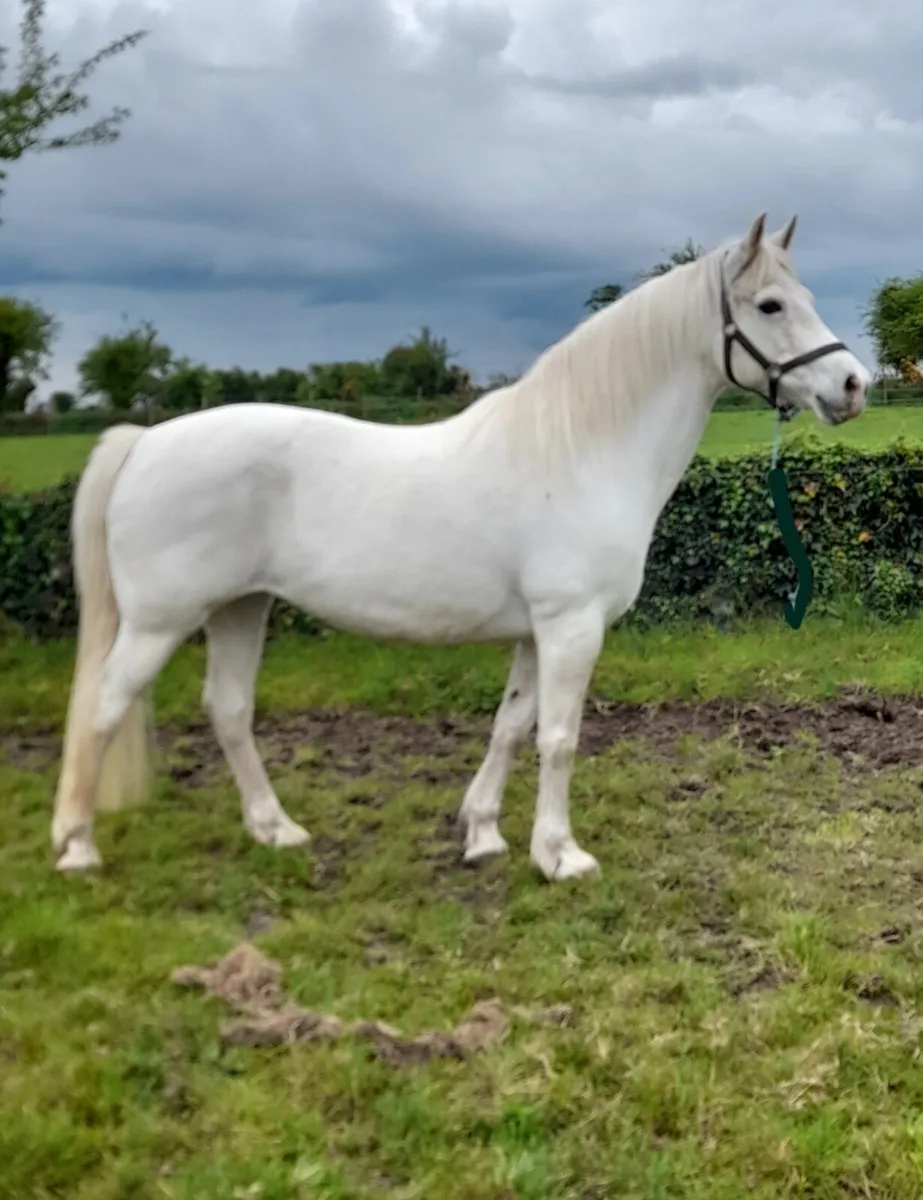 Connemara Filly Foal - Image 4