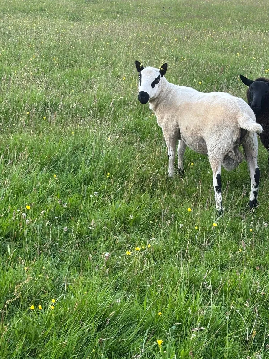 Kerry hill ram (1.5 years old) - Image 2